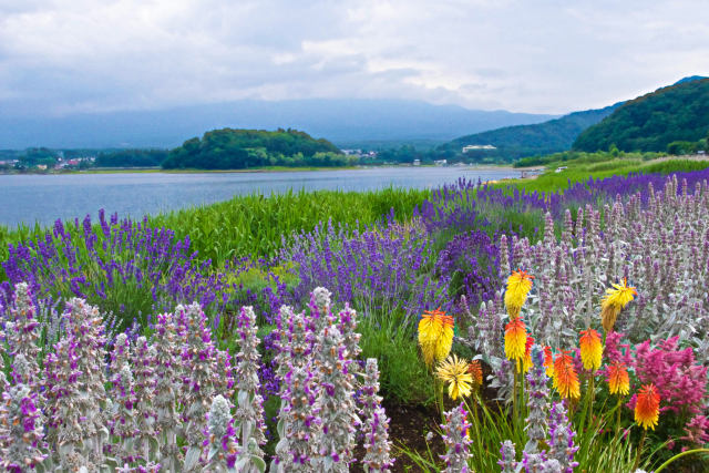 河口湖畔 初夏の風景