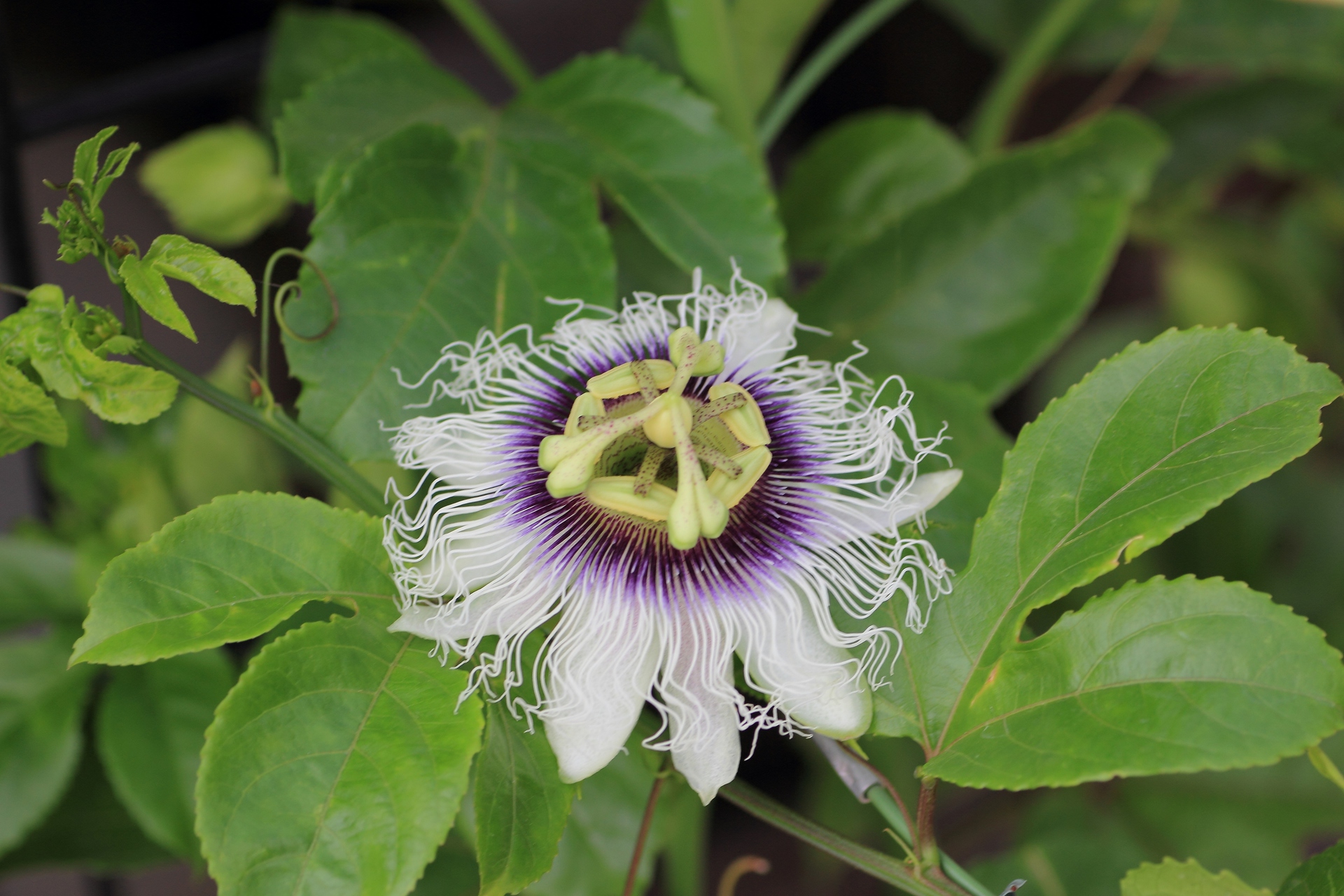 花 植物 珍しい花かな 壁紙19x1280 壁紙館