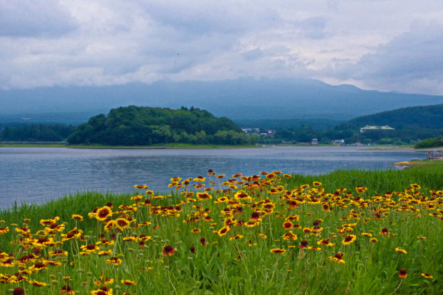 河口湖畔 初夏の風景