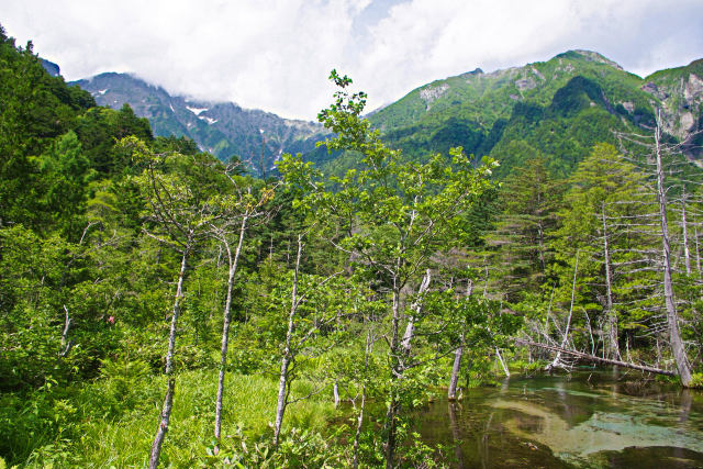 上高地・岳沢湿原