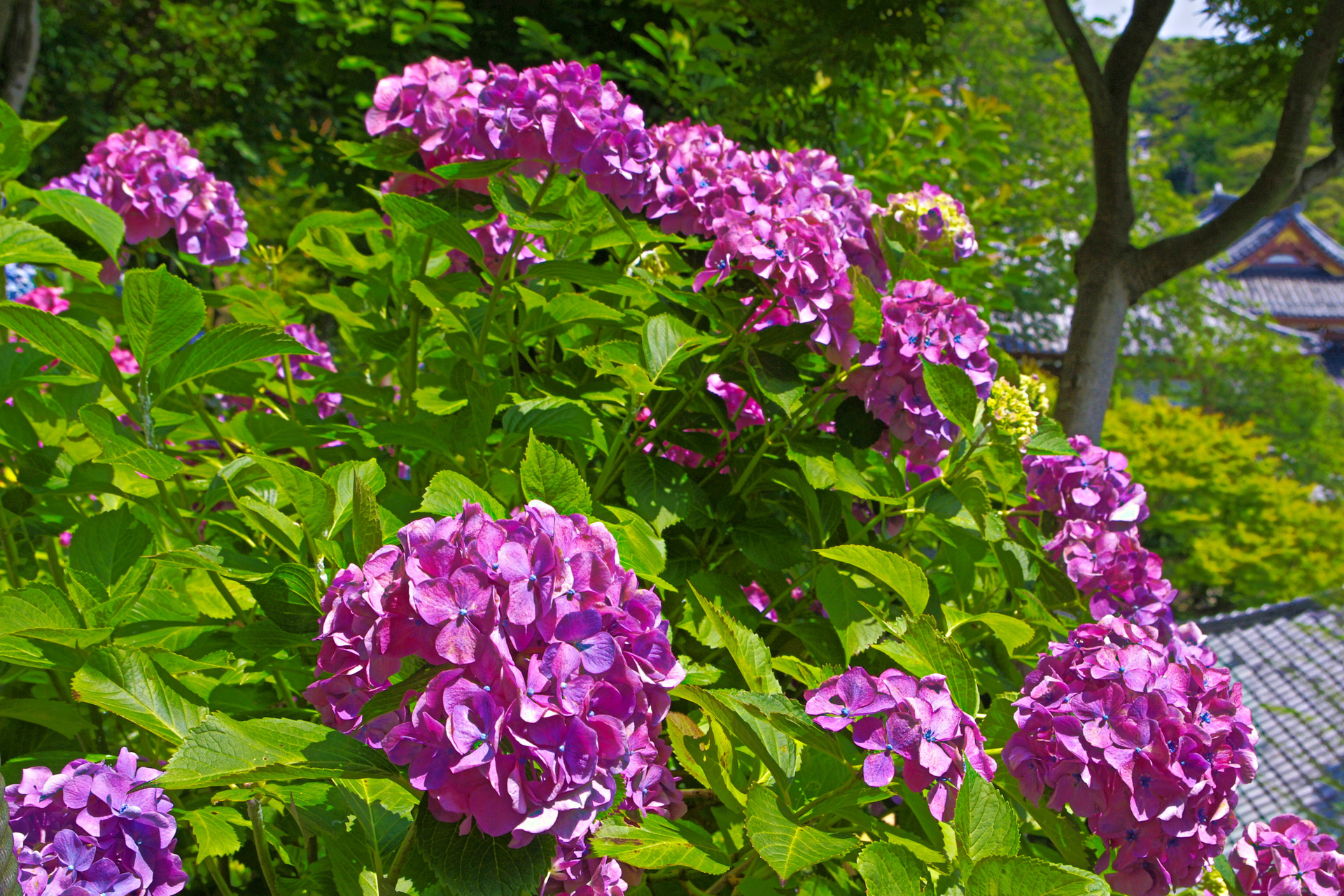 花 植物 鎌倉 長谷寺のあじさい 壁紙19x1280 壁紙館