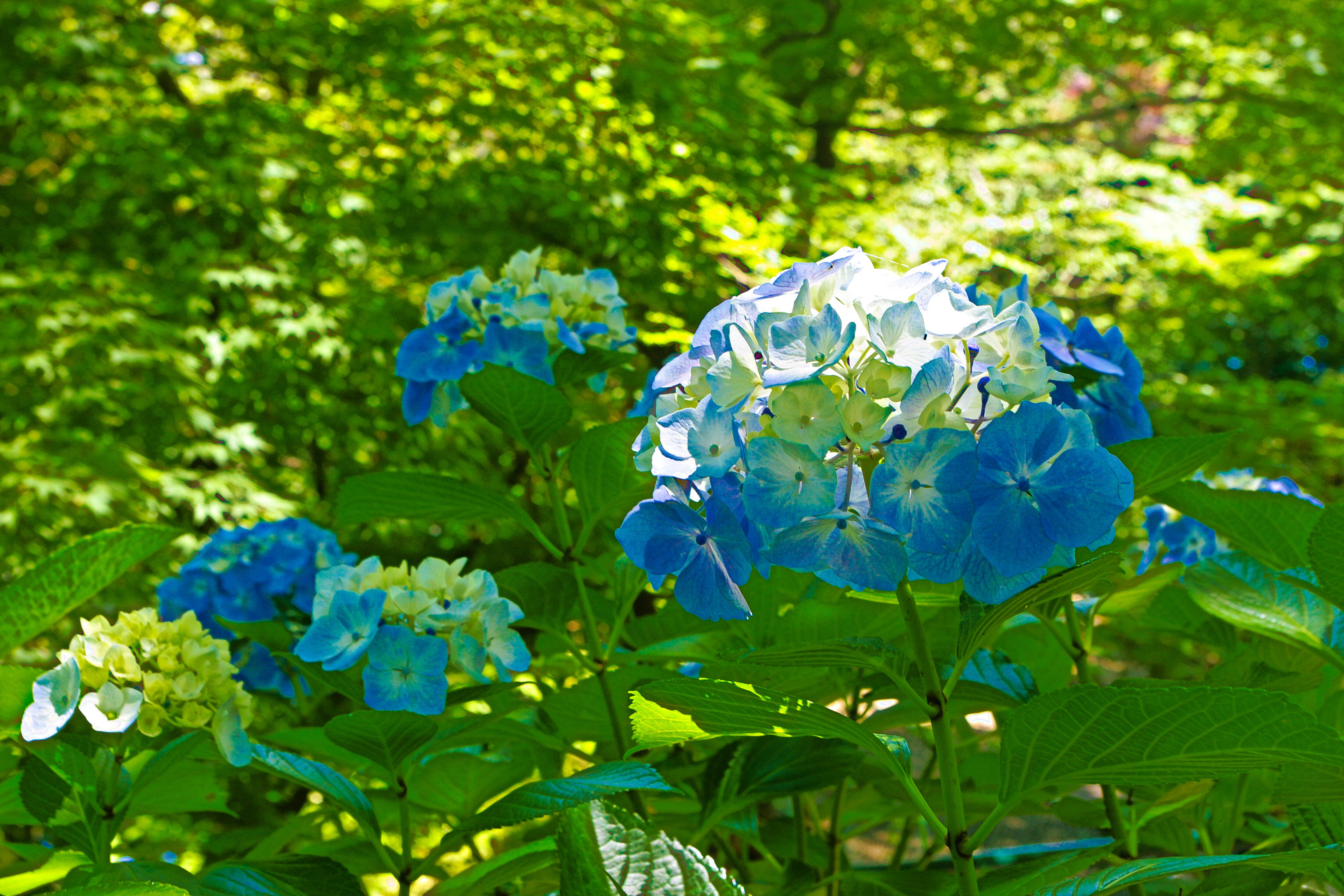 花 植物 木漏れ日の中のヤマアジサイ 壁紙19x1280 壁紙館