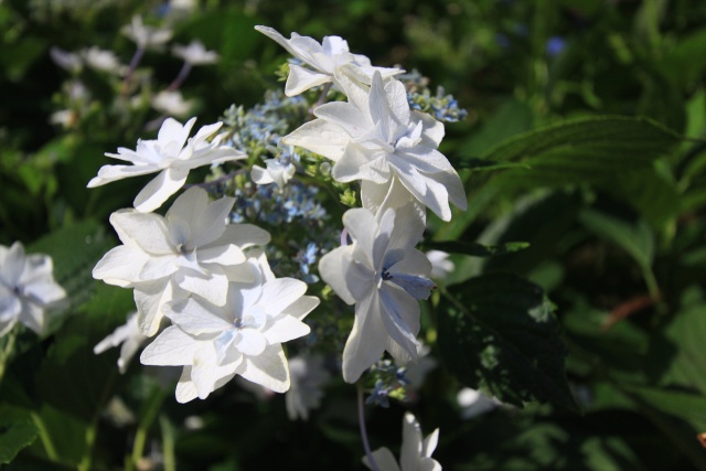 珍しい紫陽花