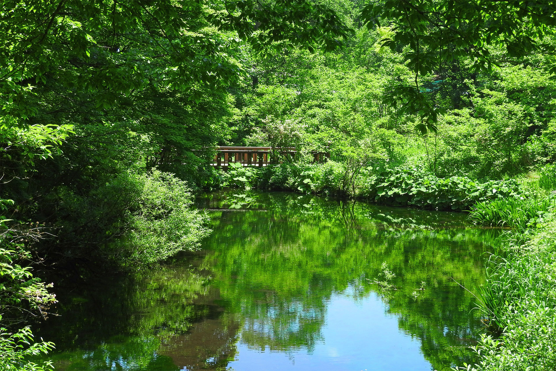 日本の風景 初夏の高原植物園 瀞川平6 壁紙19x1280 壁紙館