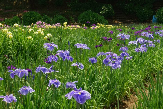 北潟の花菖蒲