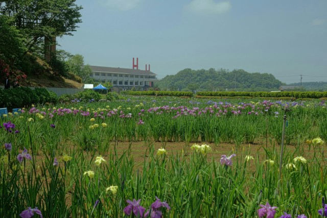 花菖蒲園と北潟湖畔荘