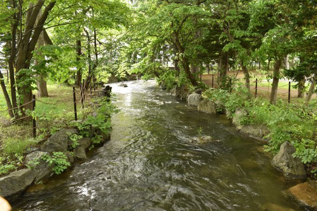 中島公園 鴨々川