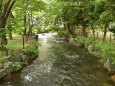 中島公園 鴨々川