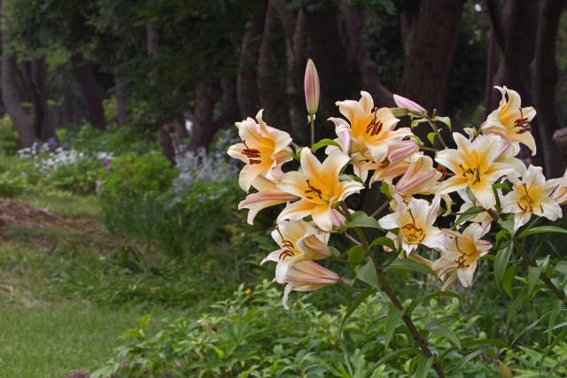 散歩道の花 1806-25-1