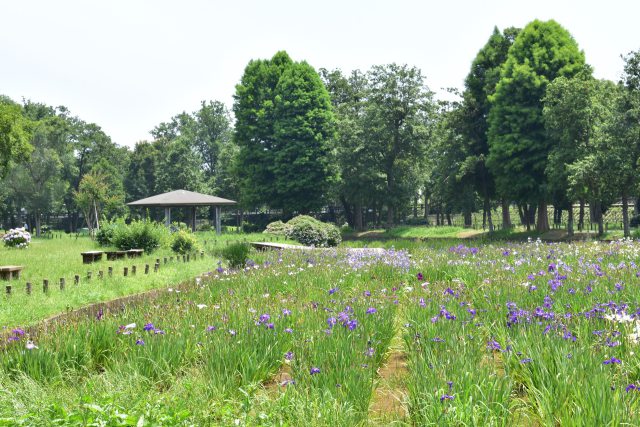 花菖蒲園