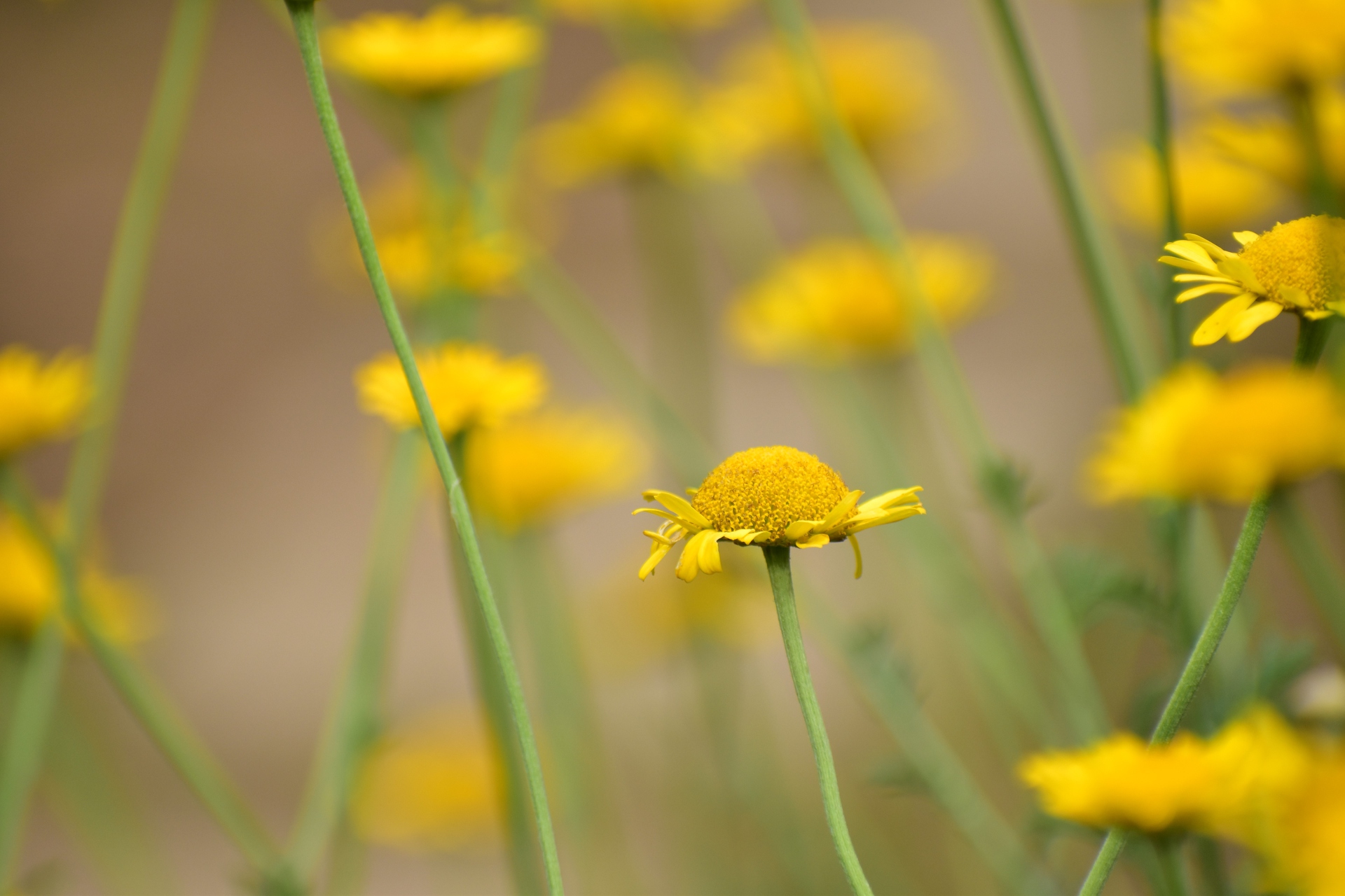 花 植物 ダイヤーズカモミール 壁紙19x1280 壁紙館