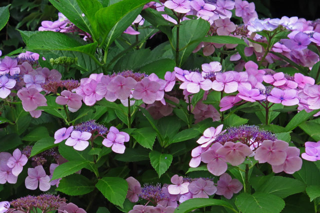 散歩道の花 1806-27-1