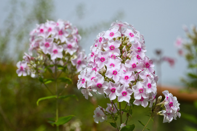 花魁草