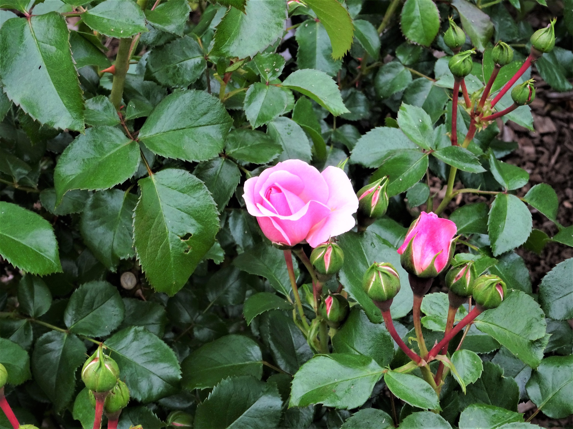 花 植物 愛の誓い 可愛い人 上品 壁紙19x1440 壁紙館