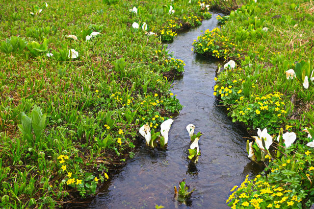 尾瀬に咲く水芭蕉とリュウキンカ