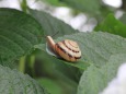 アジサイの葉にカタツムリ