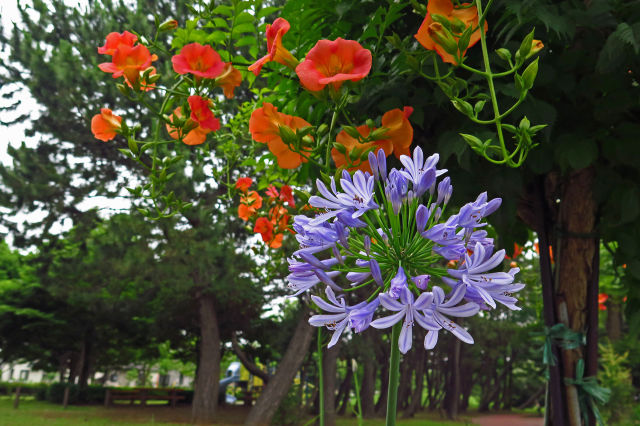 散歩道の花 1806-28-1