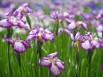 小石川後楽園の花菖蒲