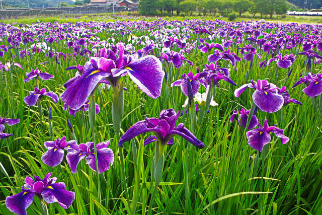 花菖蒲