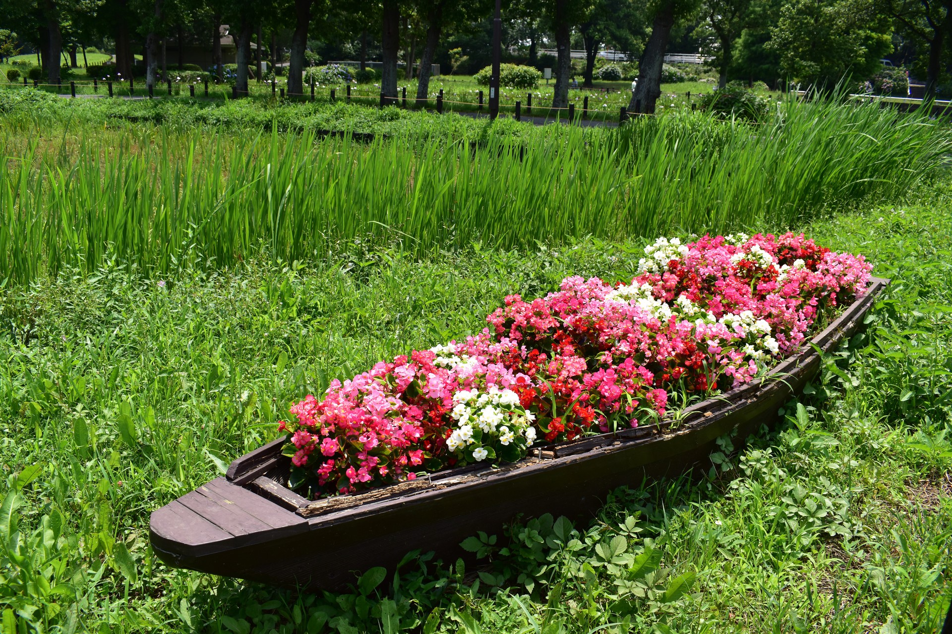 花 植物 お花のボート 壁紙19x1280 壁紙館