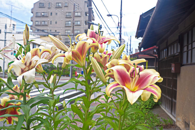 街角に咲くユリの花