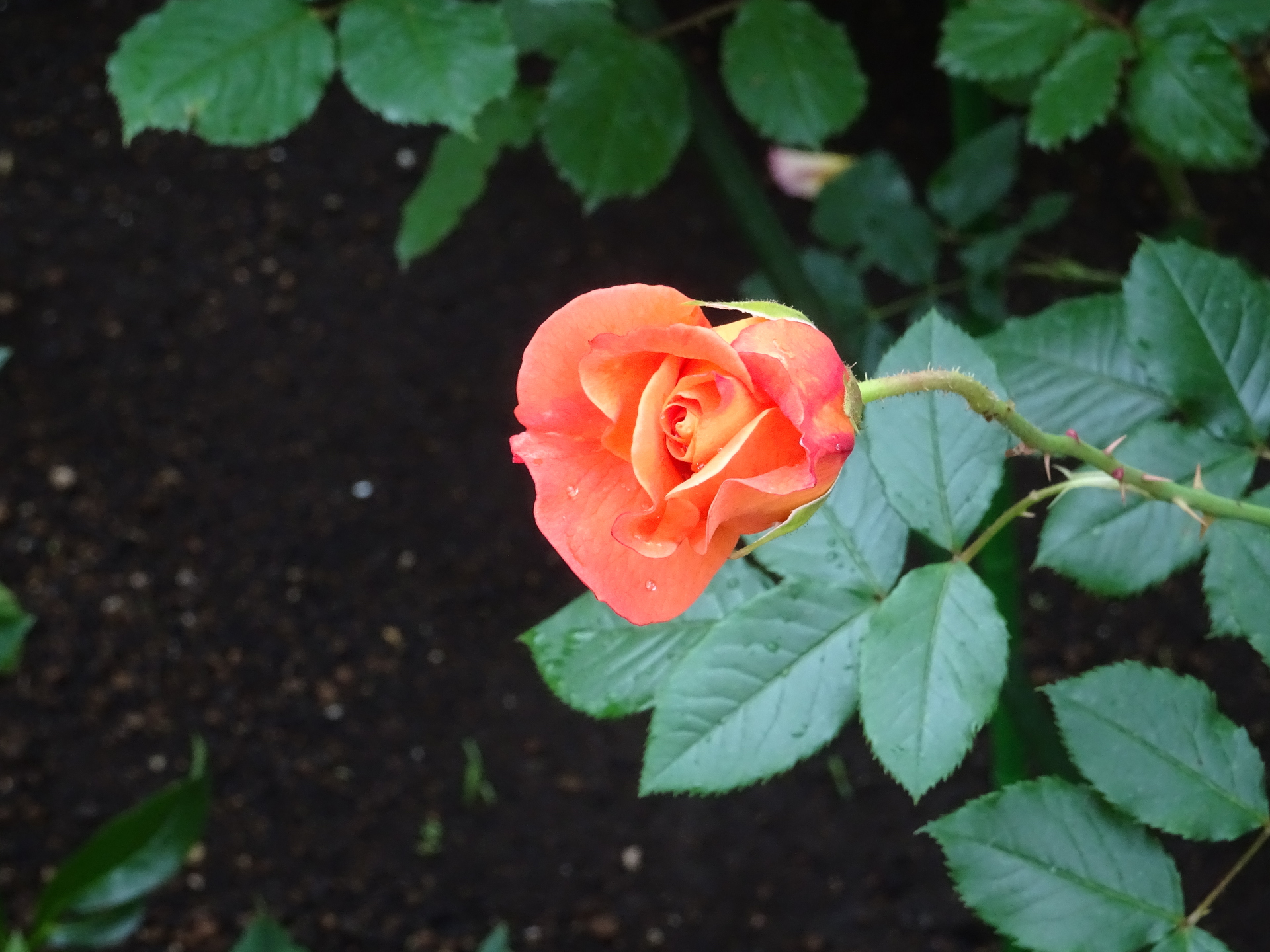 花 植物 オレンジの薔薇 壁紙19x1440 壁紙館