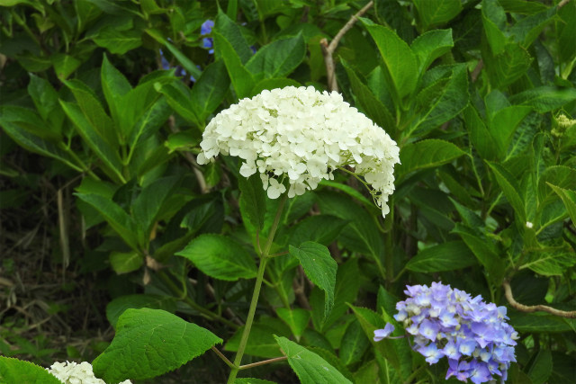 白い紫陽花