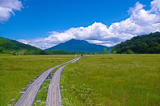 尾瀬 緑の湿原