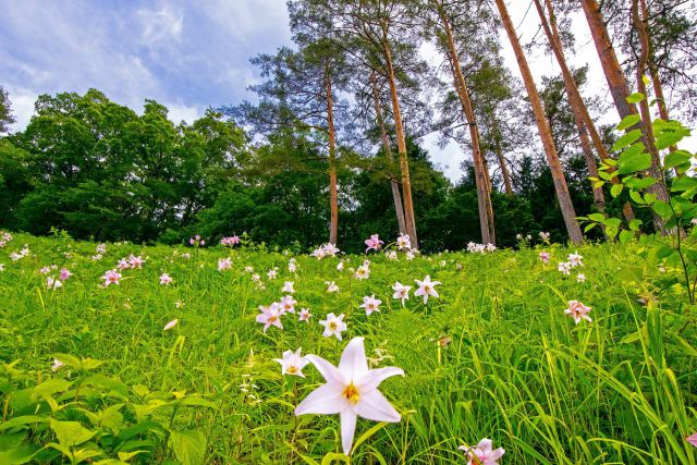 北野農村公園ササユリ群生地