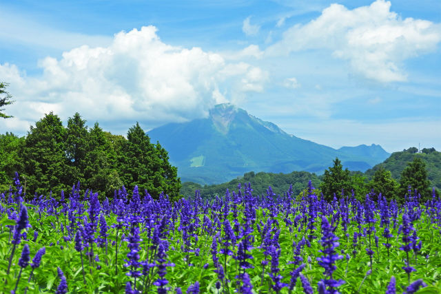 ブルーサルビアと大山