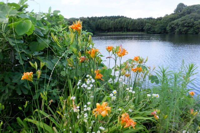 岸辺に花が咲く県境の湖