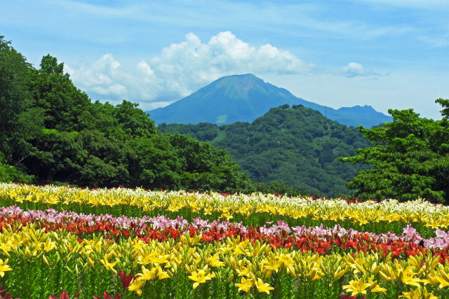 ユリと大山