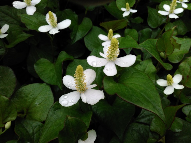 雨に咲くドクダミの花