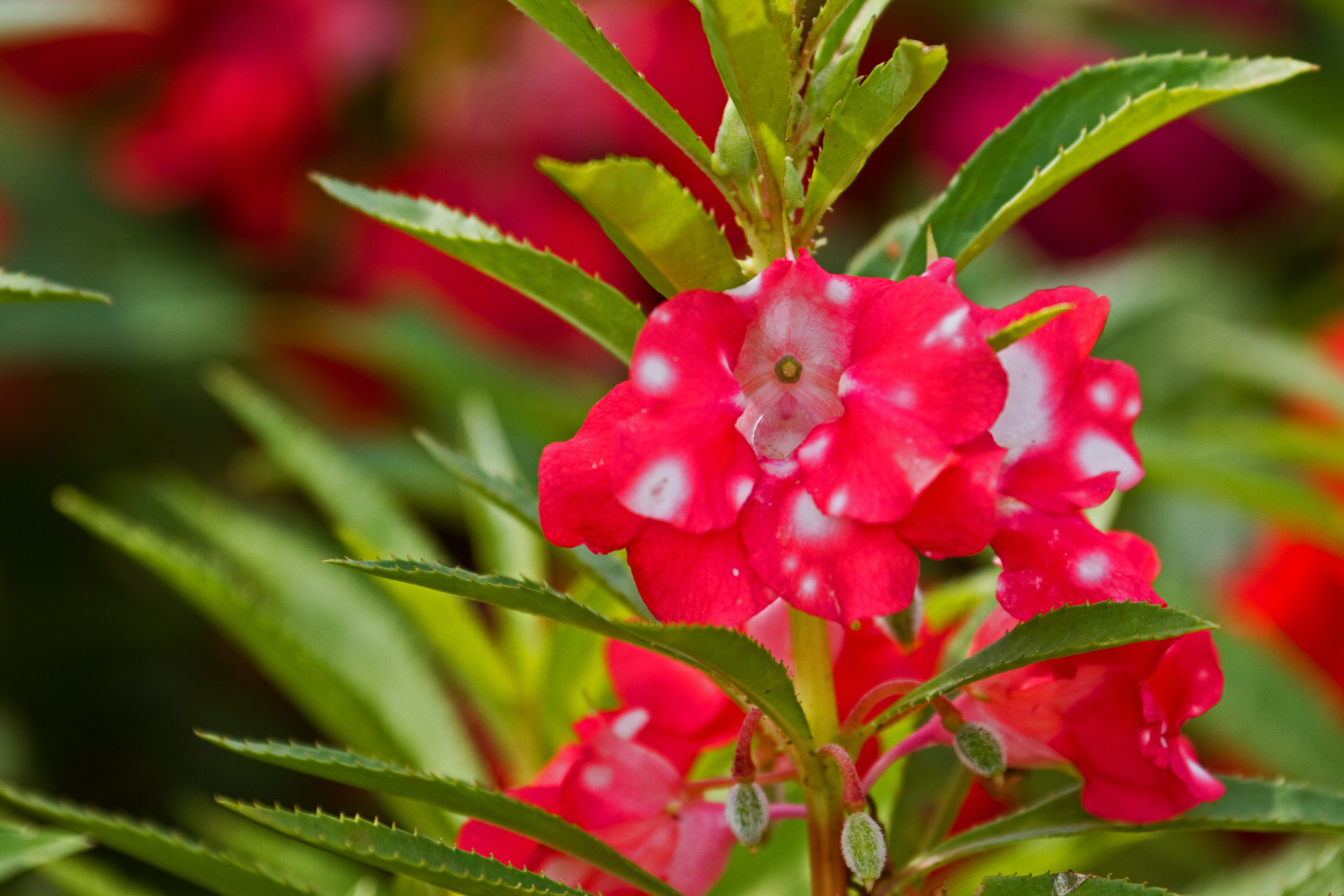 花 植物 鳳仙花 壁紙19x1280 壁紙館