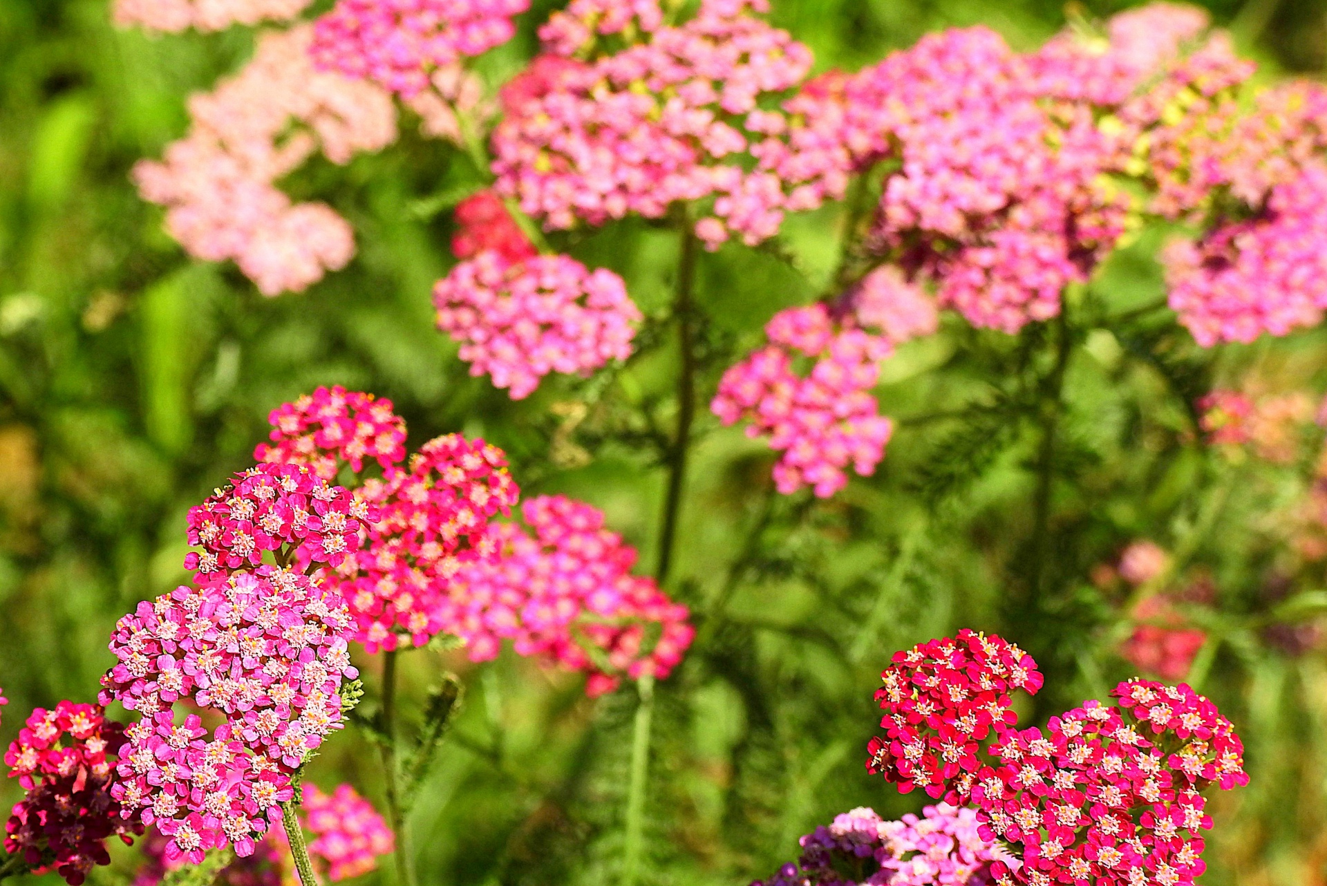 花 植物 セイヨウノコギリソウ 壁紙19x12 壁紙館