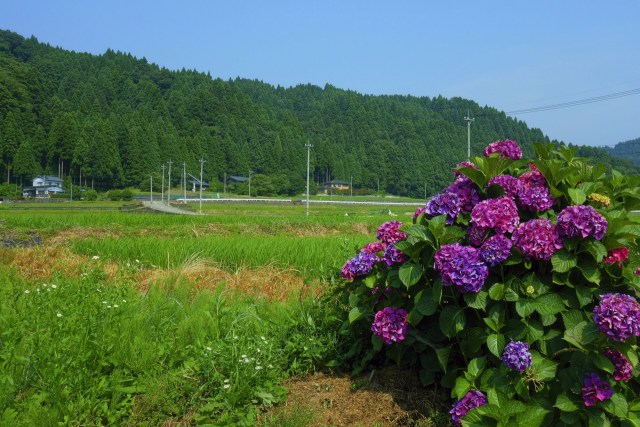 山里のあじさい