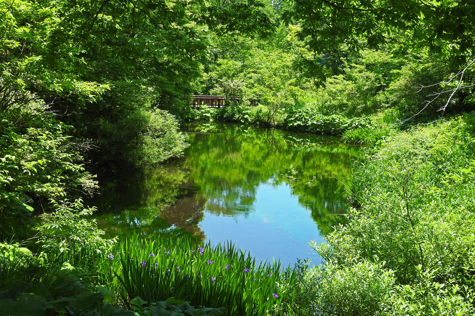 日本の風景 初夏の高原植物園 瀞川平7 壁紙19x1280 壁紙館