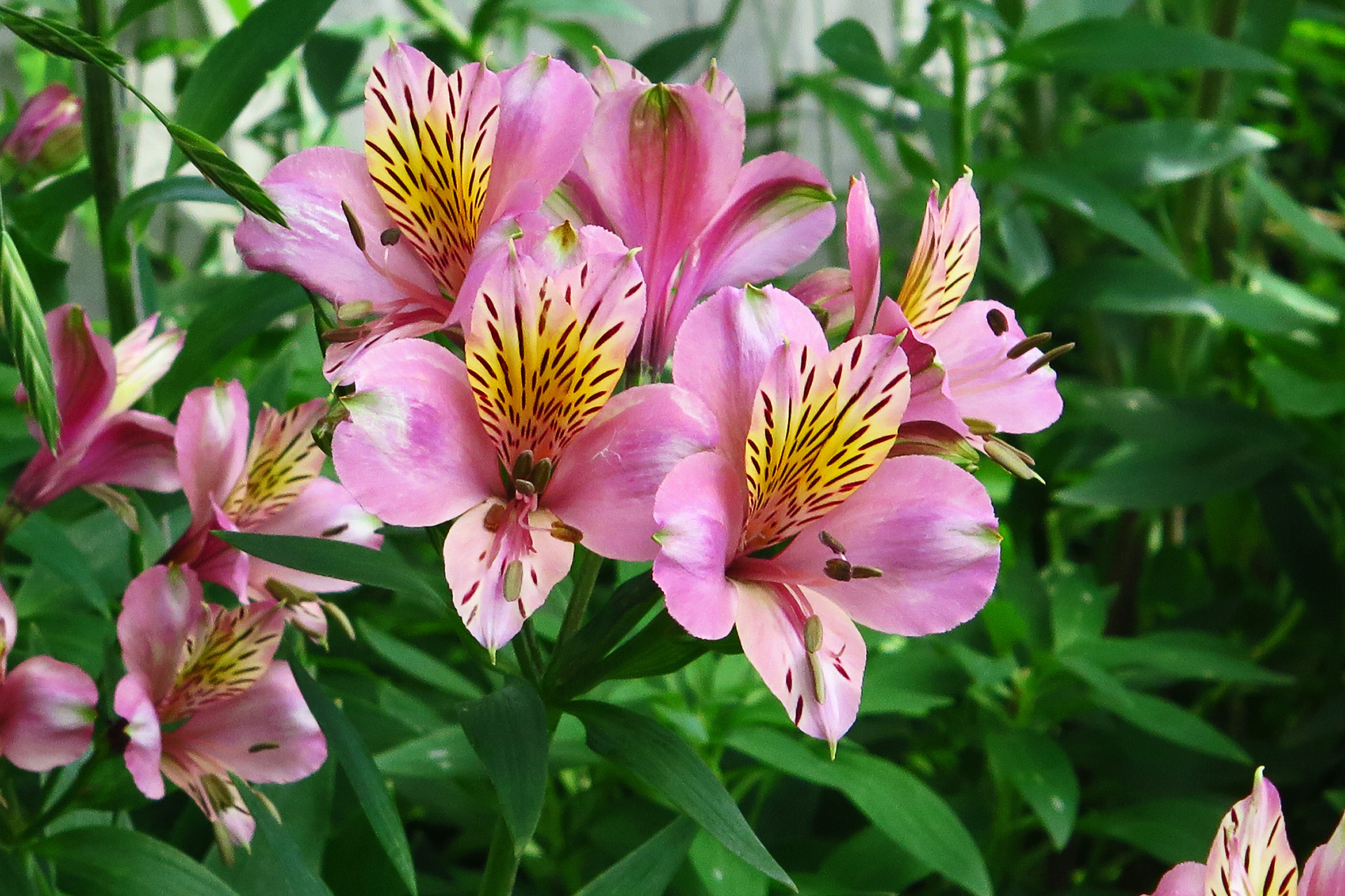 花 植物 アリストロメリア 壁紙19x1279 壁紙館