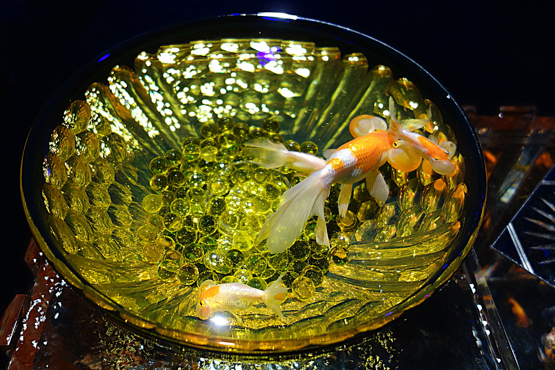 魚 水生生物 水泡眼 壁紙19x1280 壁紙館