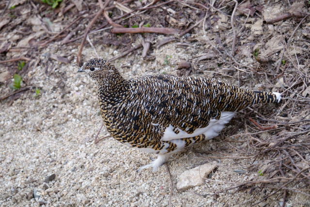 燕山荘の雌雷鳥