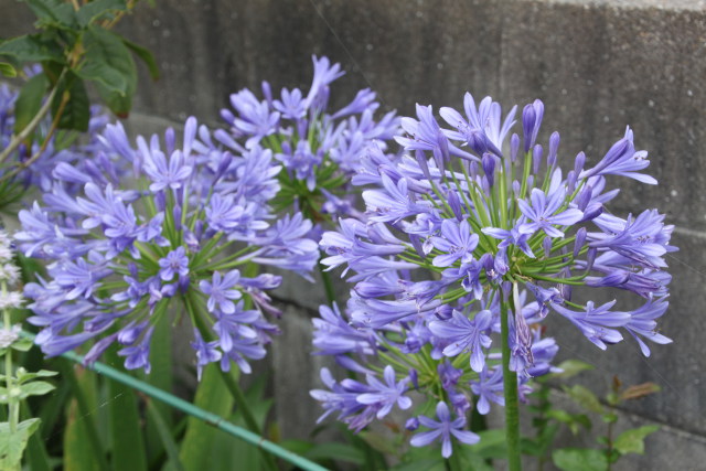 紫の花