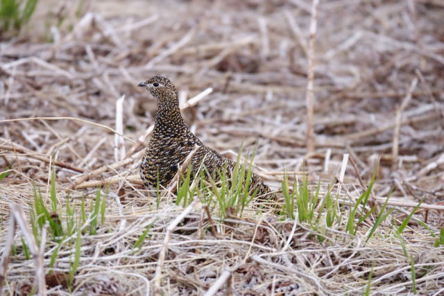 燕山荘の雌雷鳥2