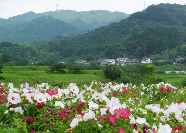 山村に咲く花