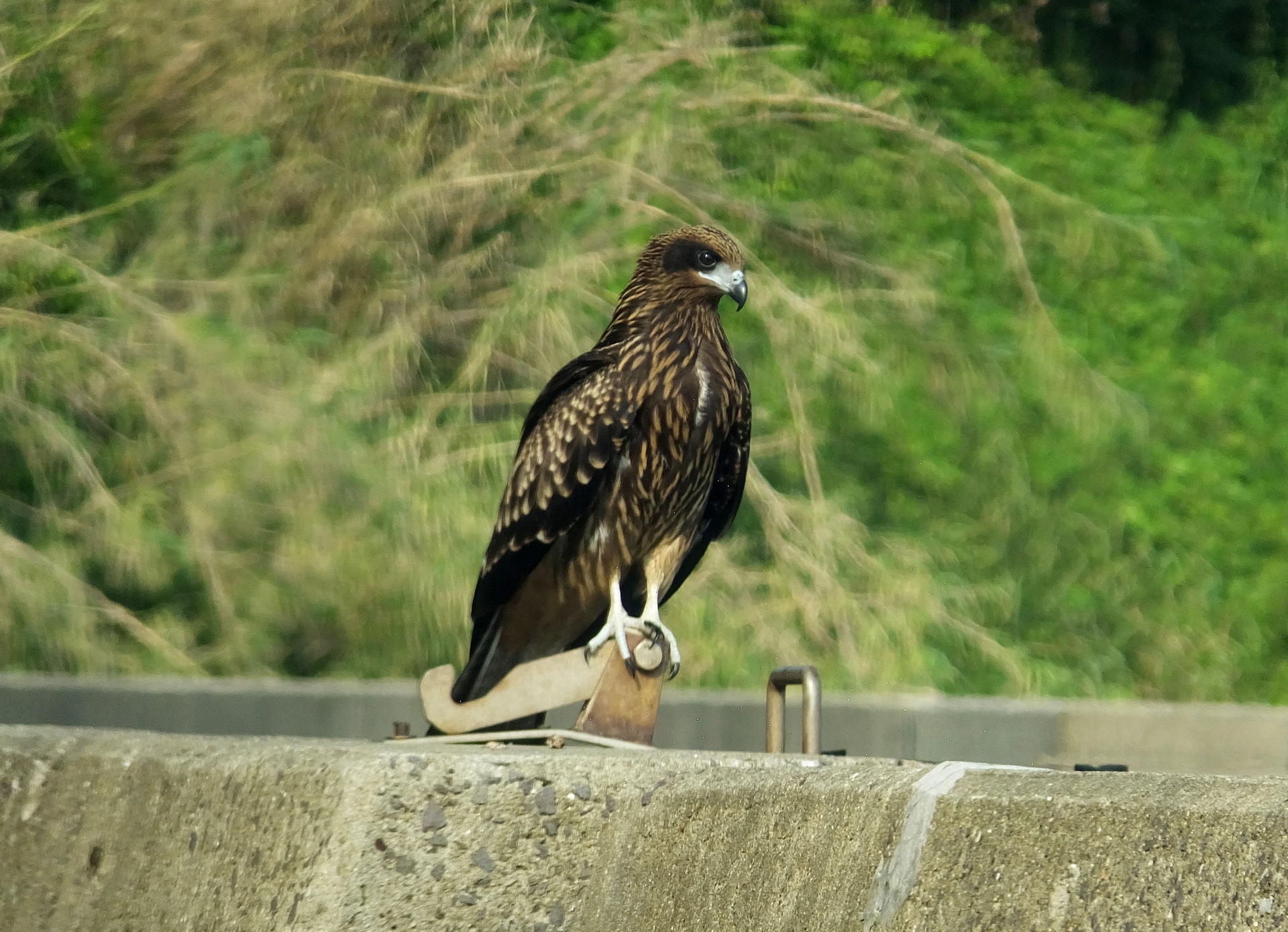 動物 鳥 ペンギン 鷹島にいた鳶 トンビ 壁紙19x1390 壁紙館