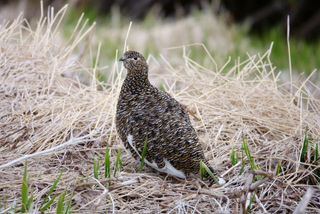 燕山荘の雌雷鳥3