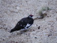 燕山荘の雄雷鳥2