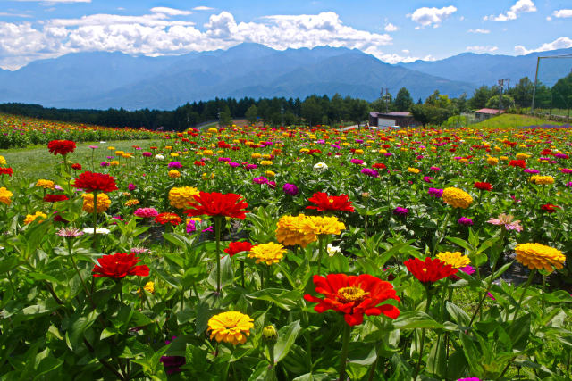 天空の百日草