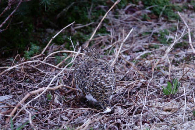 燕山荘の雌雷鳥4