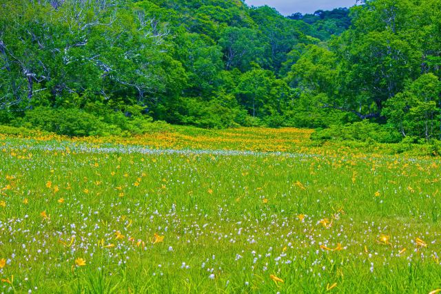 夏のカヤの平北ドブ湿原