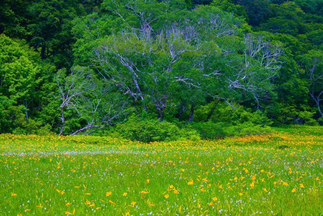 夏のカヤの平北ドブ湿原